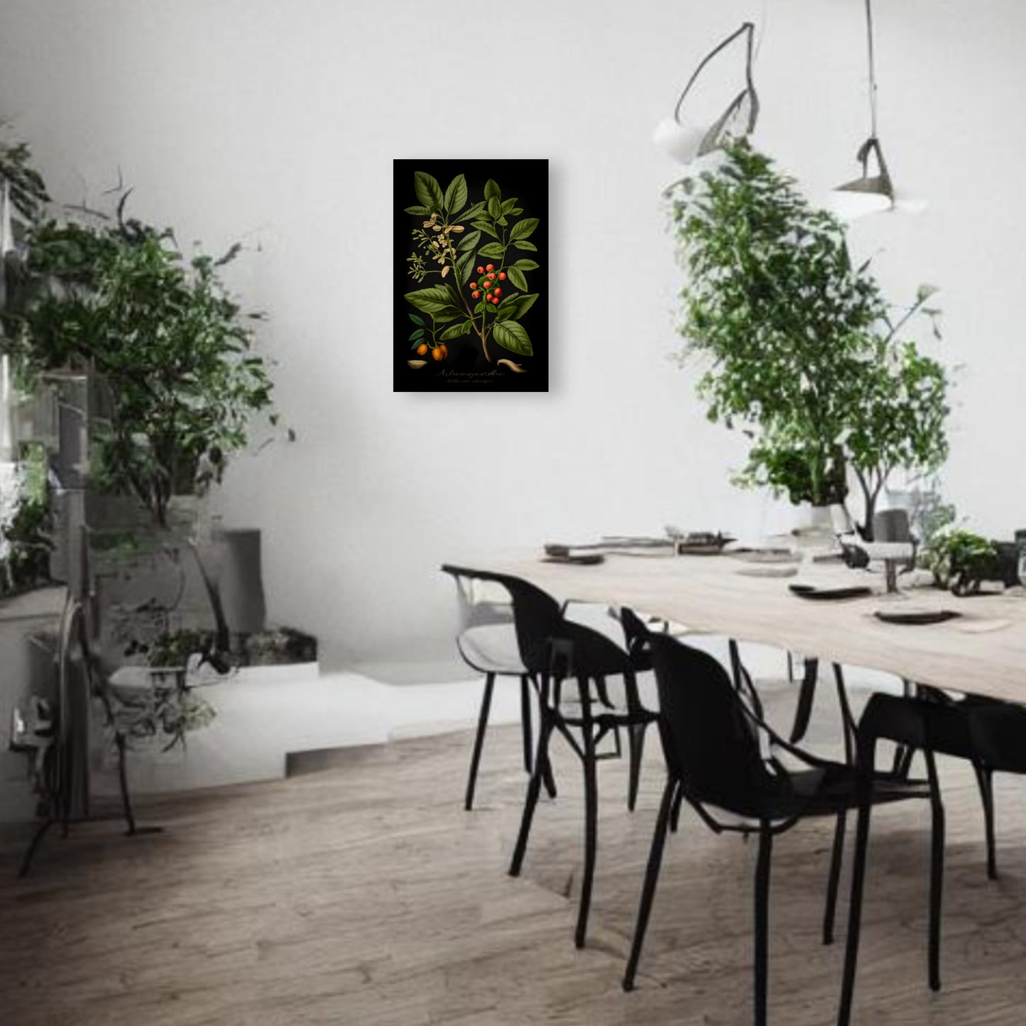 Dark Ashwagandha Canvas Print - Herbal Art for Home or Office - Apothecary Decor