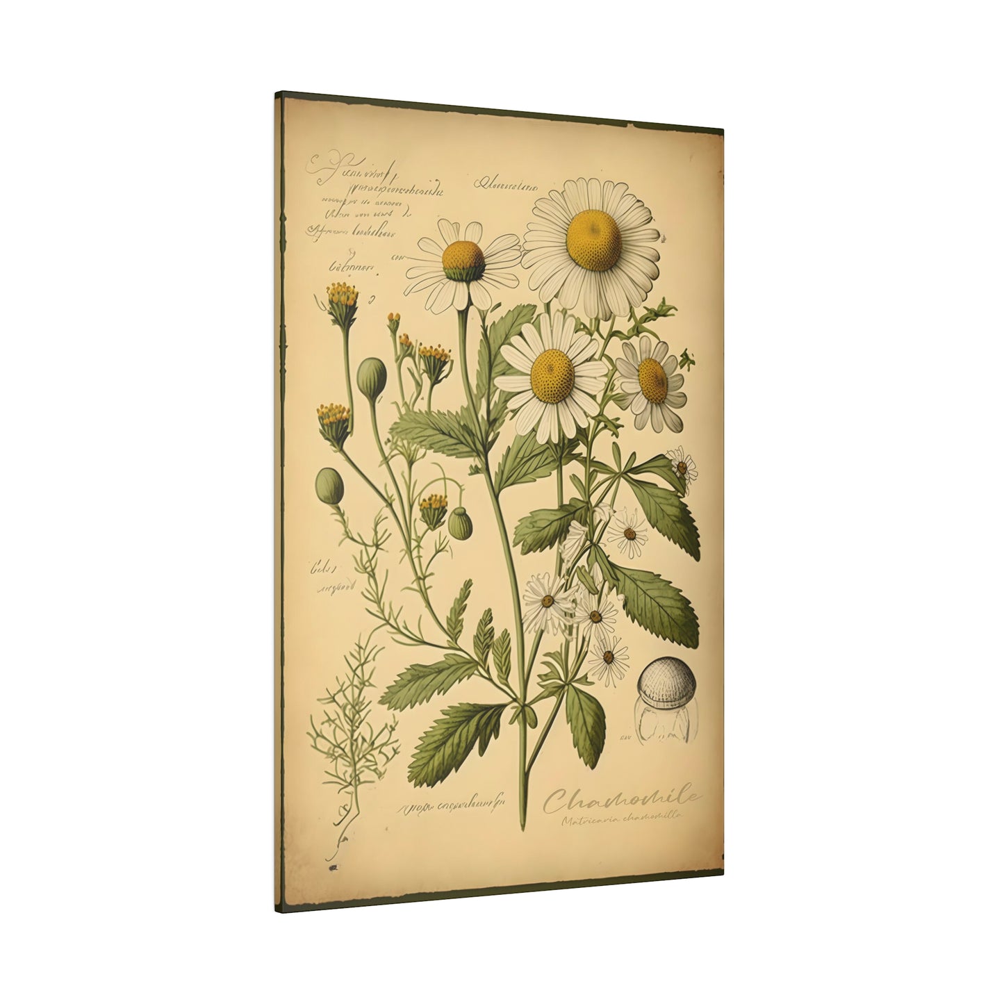 Light Chamomile Canvas Print - Herbal Art for Home or Office - Apothecary Decor