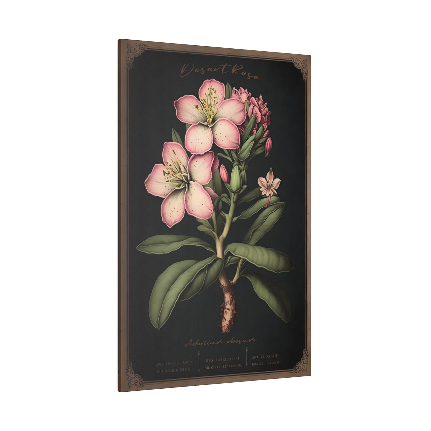 Dark Desert Rose Canvas Print - Herbal Art for Home or Office - Apothecary Decor