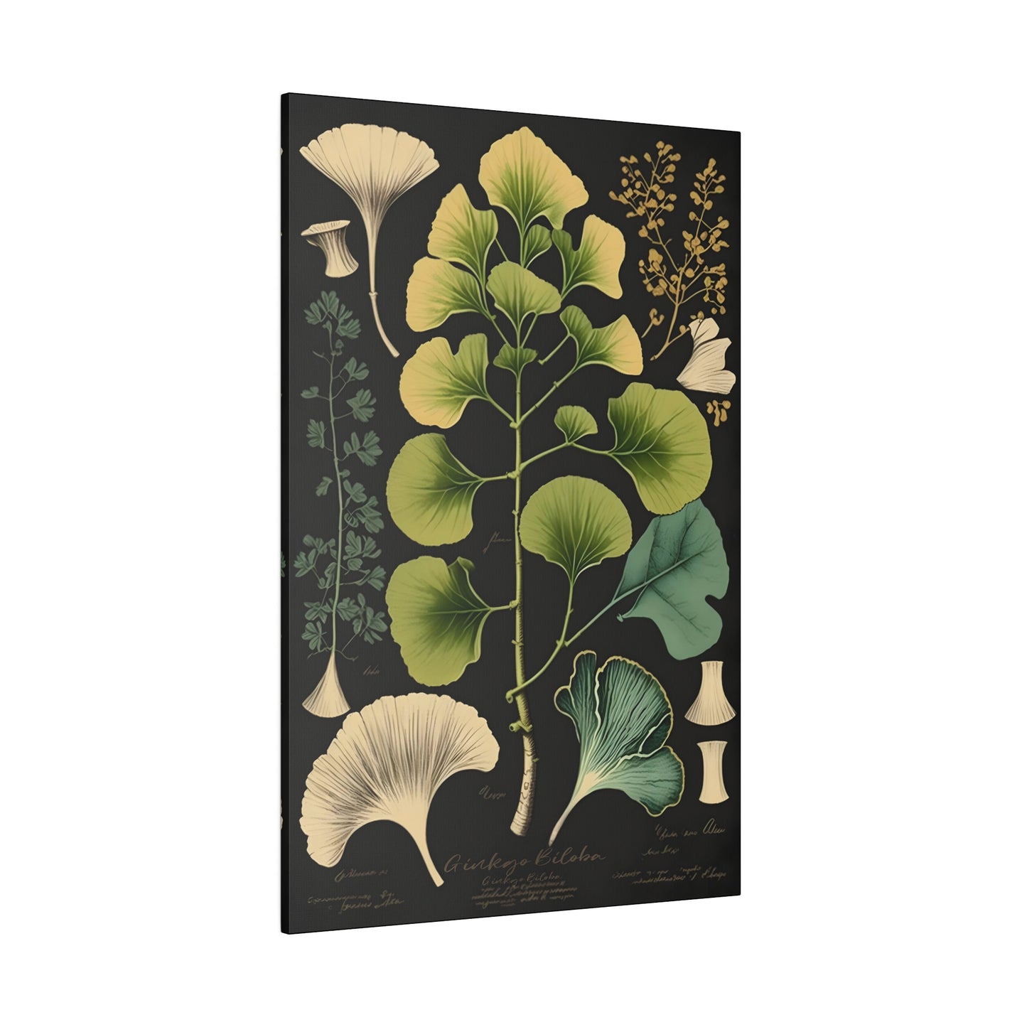 Dark Ginkgo Biloba Canvas Print - Herbal Art for Home or Office - Apothecary Decor