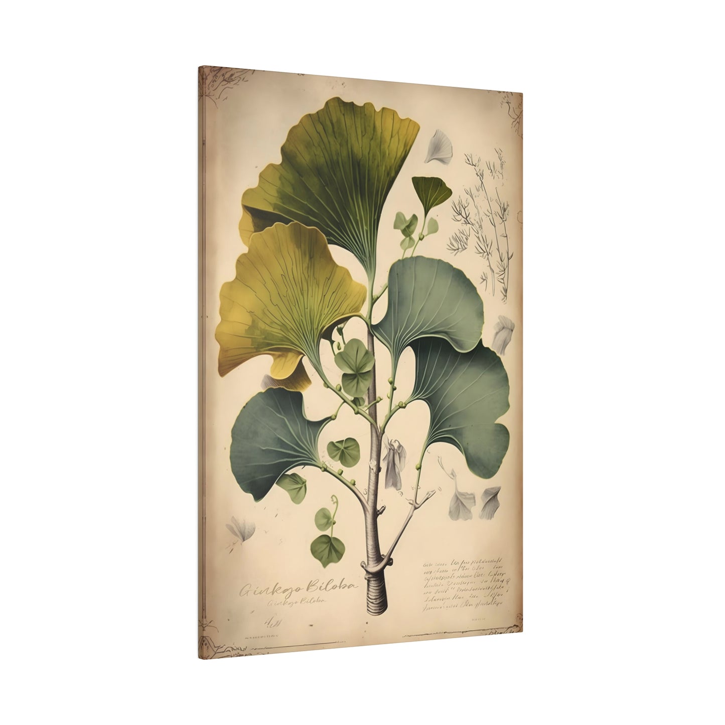 Light Ginkgo Biloba Canvas Print - Herbal Art for Home or Office - Apothecary Decor