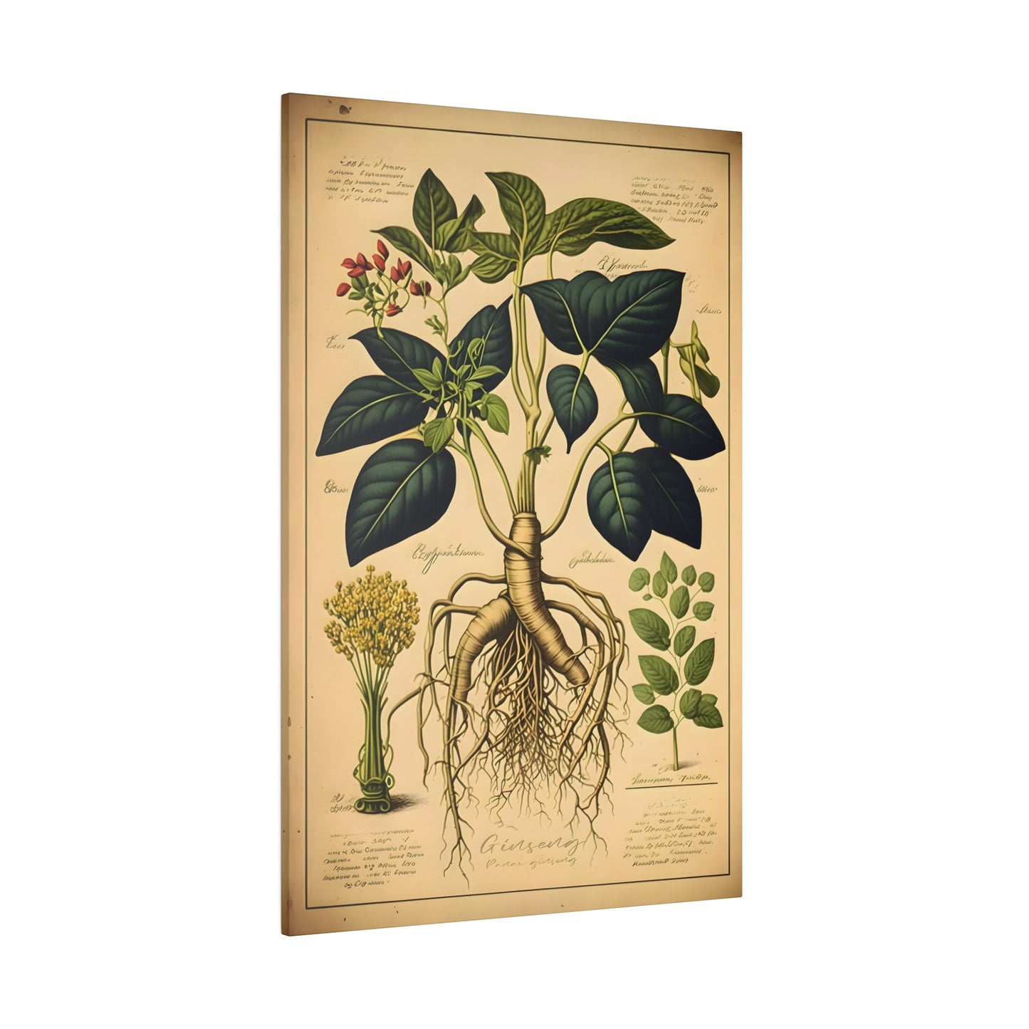 Light Ginseng Canvas Print - Herbal Art for Home or Office - Apothecary Decor