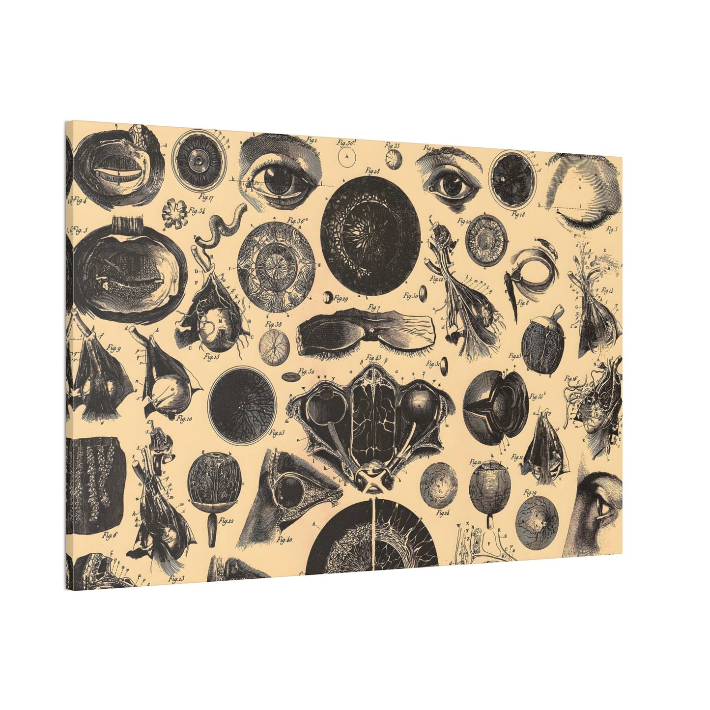 Human Anatomy Two Canvas Print - Apothecary Art for Home or Office - Apothecary Decor