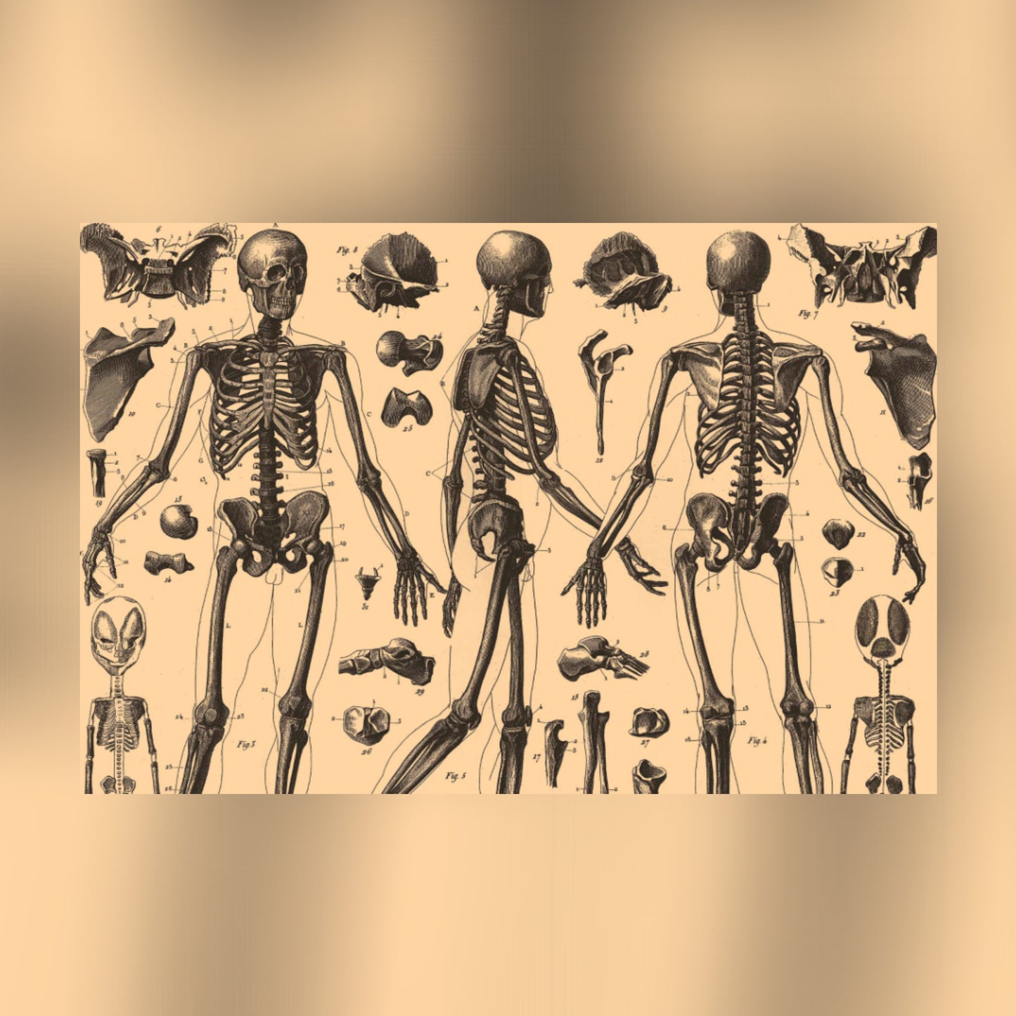 Human Anatomy Three Canvas Print - Apothecary Art for Home or Office - Apothecary Decor