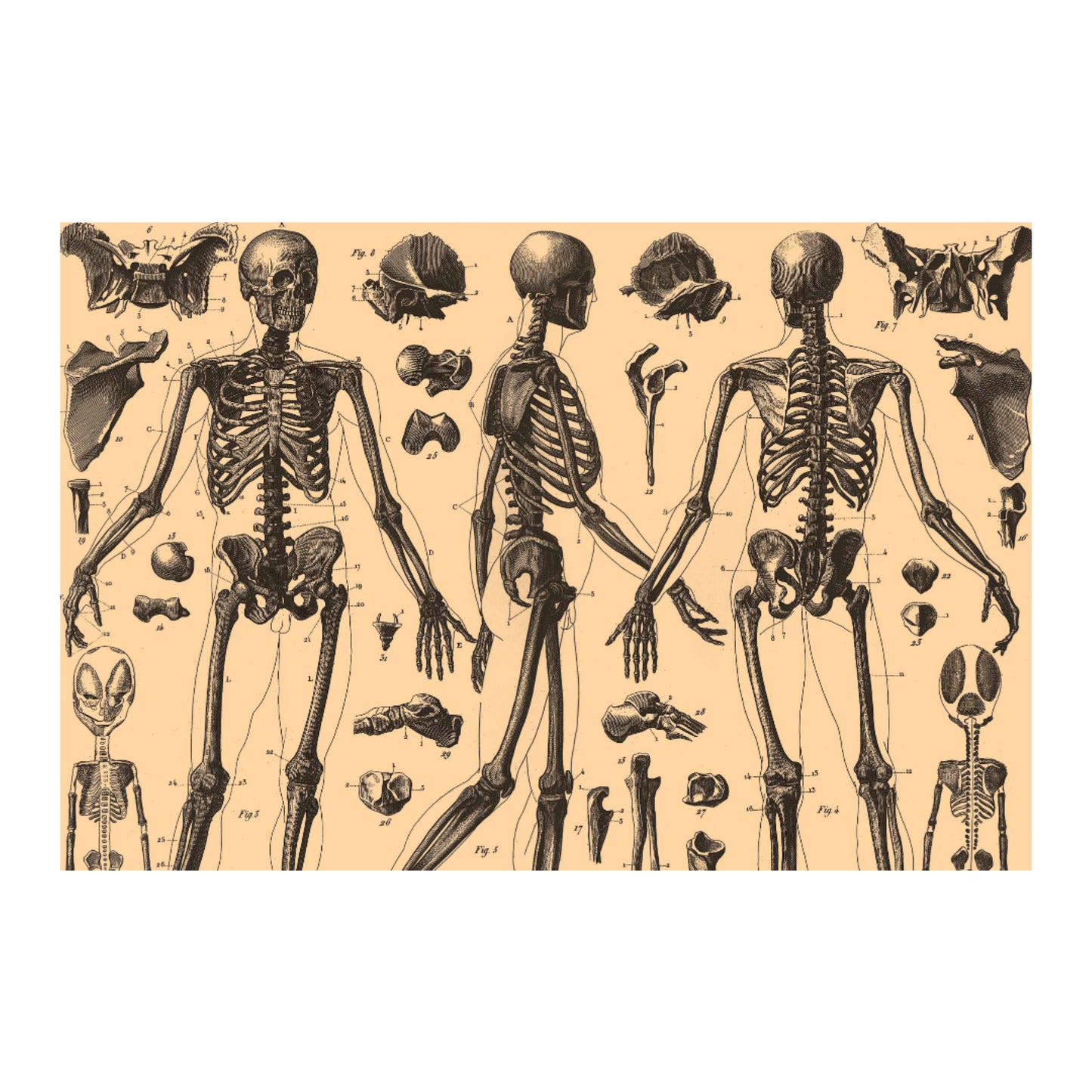 Human Anatomy Three Canvas Print - Apothecary Art for Home or Office - Apothecary Decor