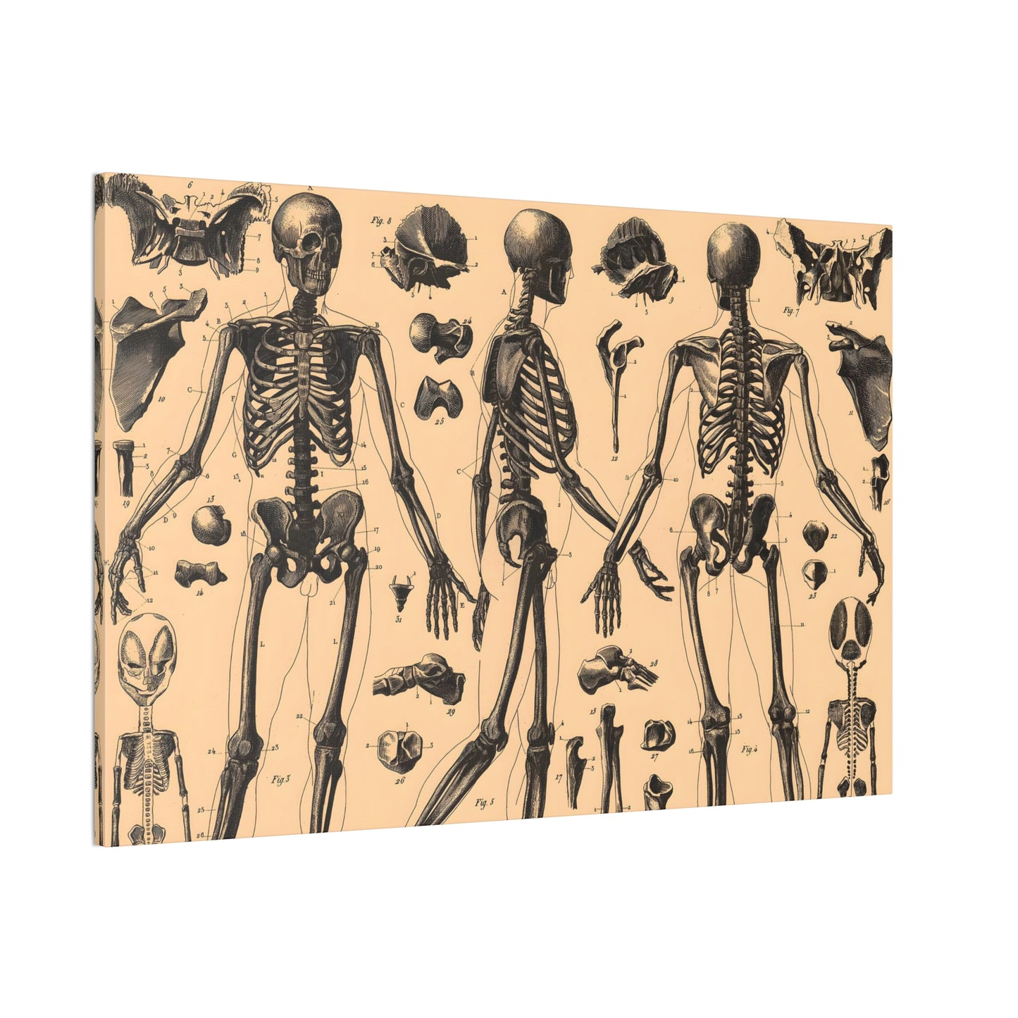 Human Anatomy Three Canvas Print - Apothecary Art for Home or Office - Apothecary Decor
