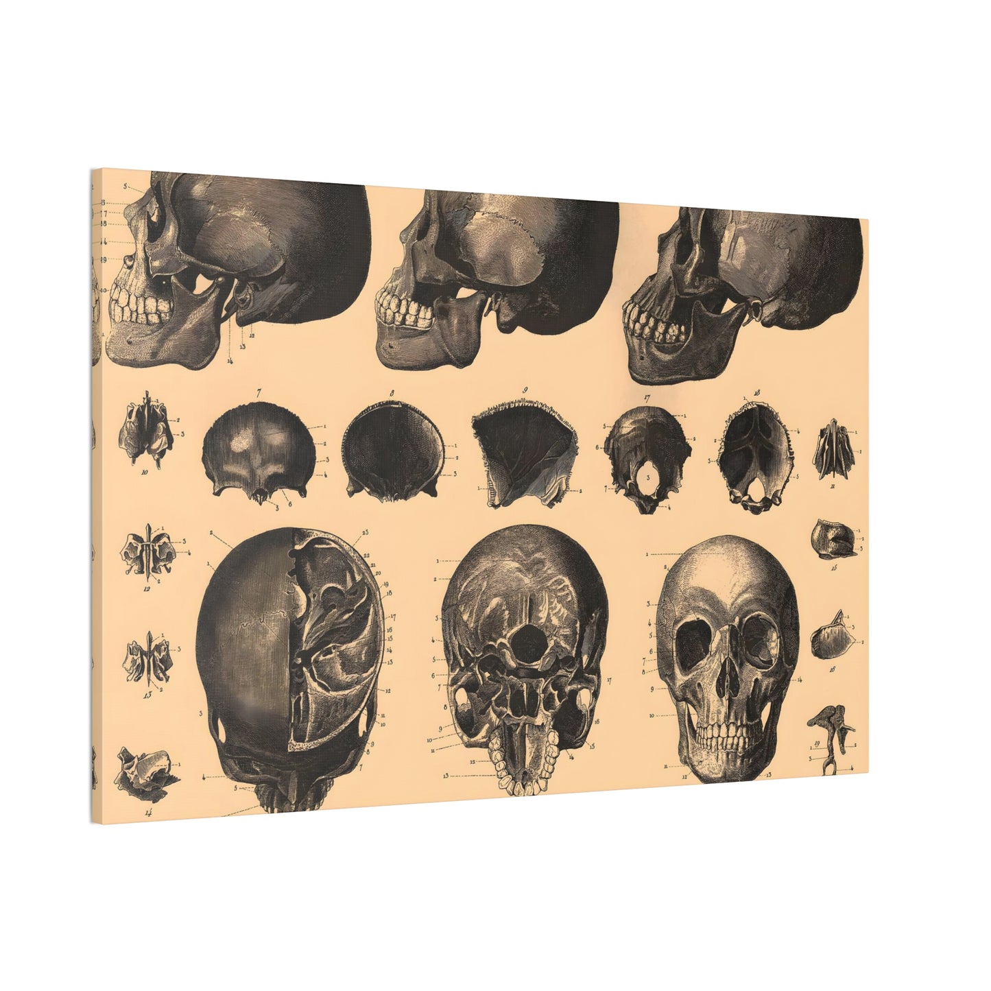 Human Anatomy Five Canvas Print - Apothecary Art for Home or Office - Apothecary Decor