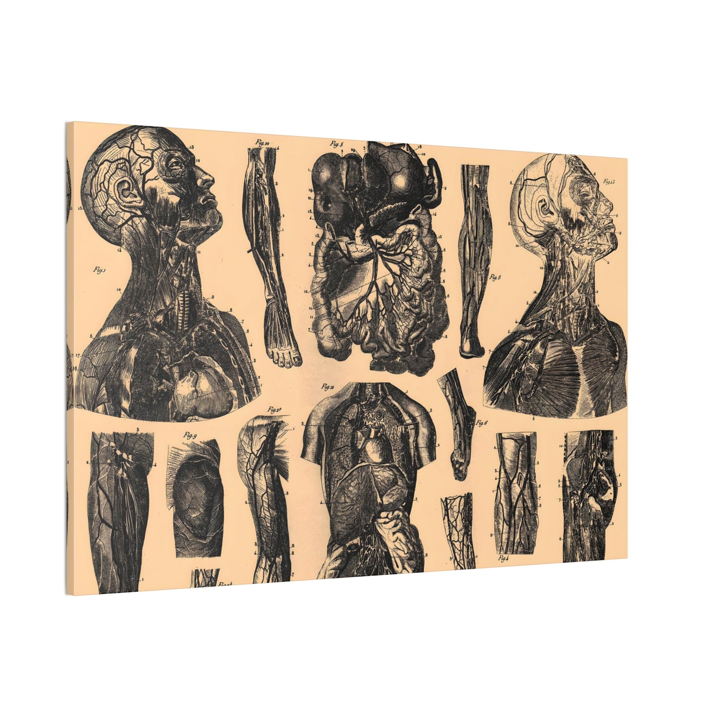 Human Anatomy Eight Canvas Print - Apothecary Art for Home or Office - Apothecary Decor