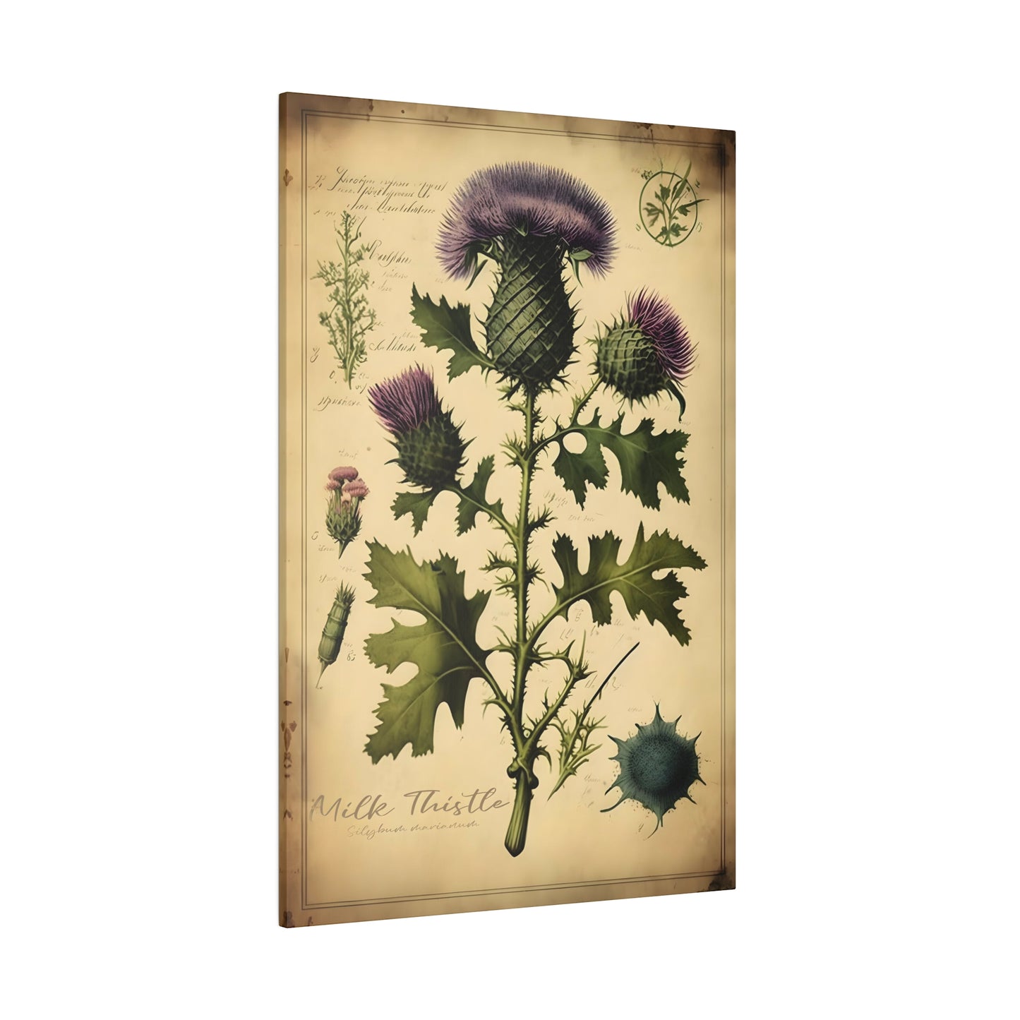 Light Milk Thistle Canvas Print - Herbal Art for Home or Office - Apothecary Decor