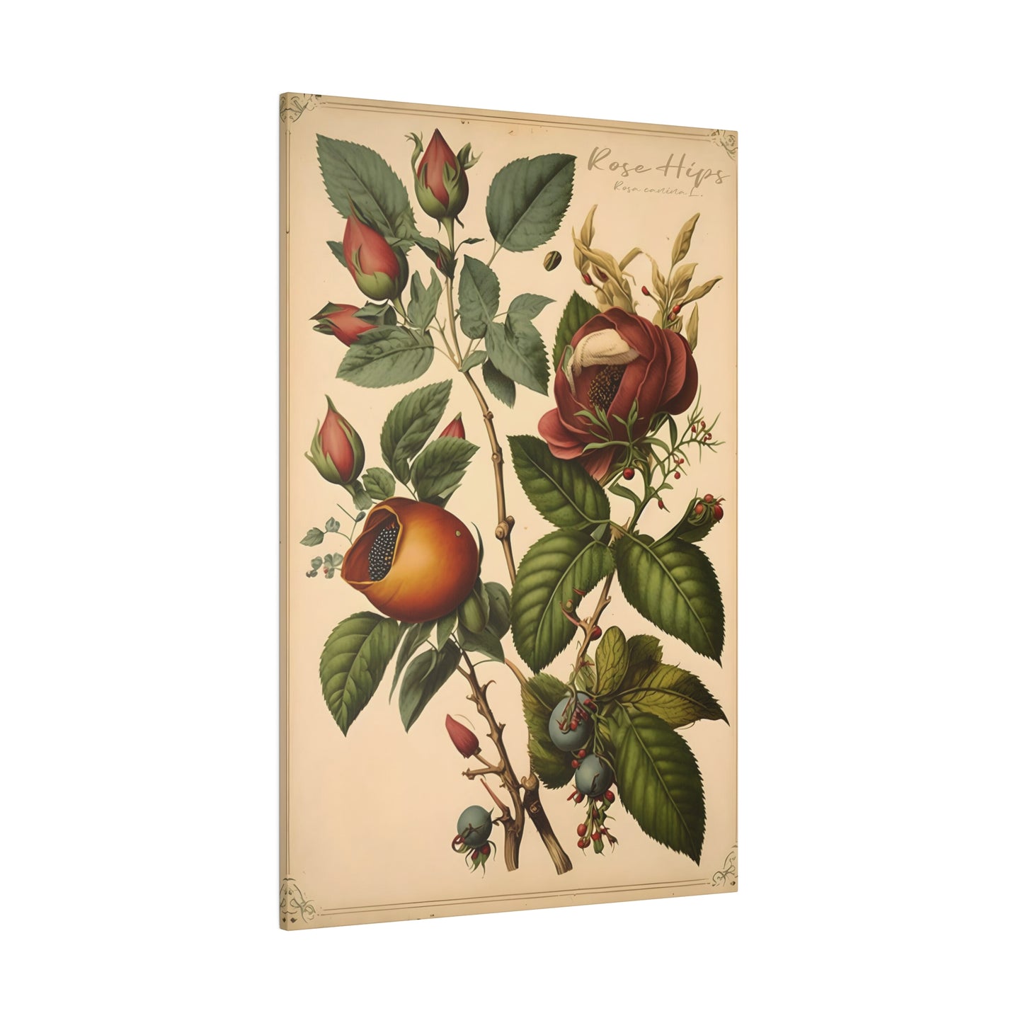 Light Rose Hips Canvas Print - Herbal Art for Home or Office - Apothecary Decor