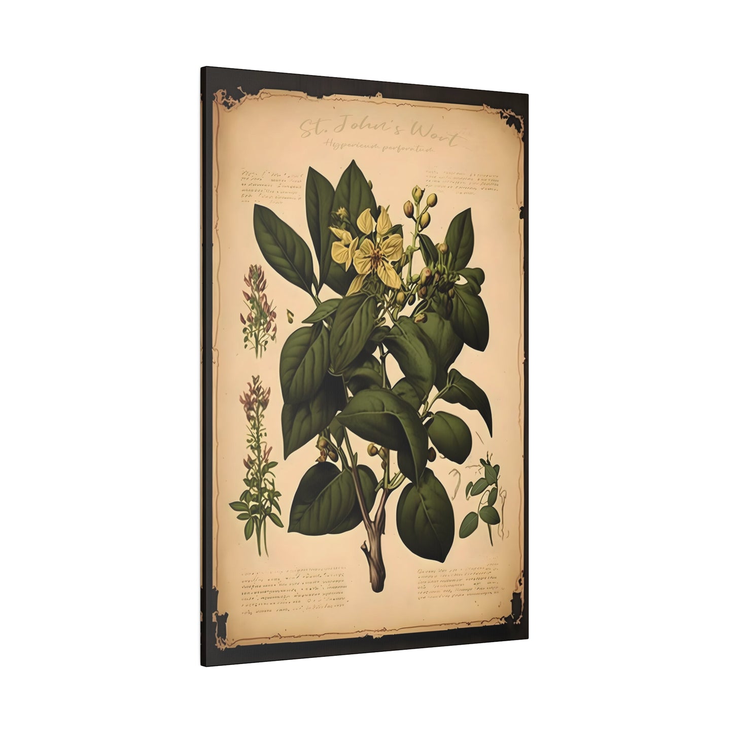 Light St. John's Wart Canvas Print - Herbal Art for Home or Office - Apothecary Decor