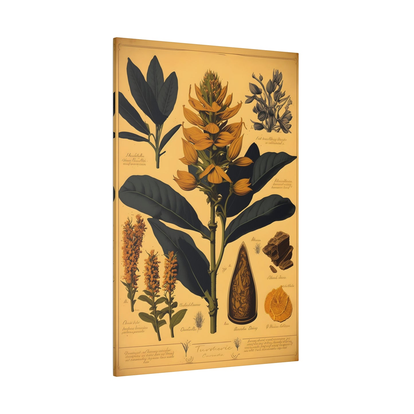 Light Turmeric Canvas Print - Herbal Art for Home or Office - Apothecary Decor