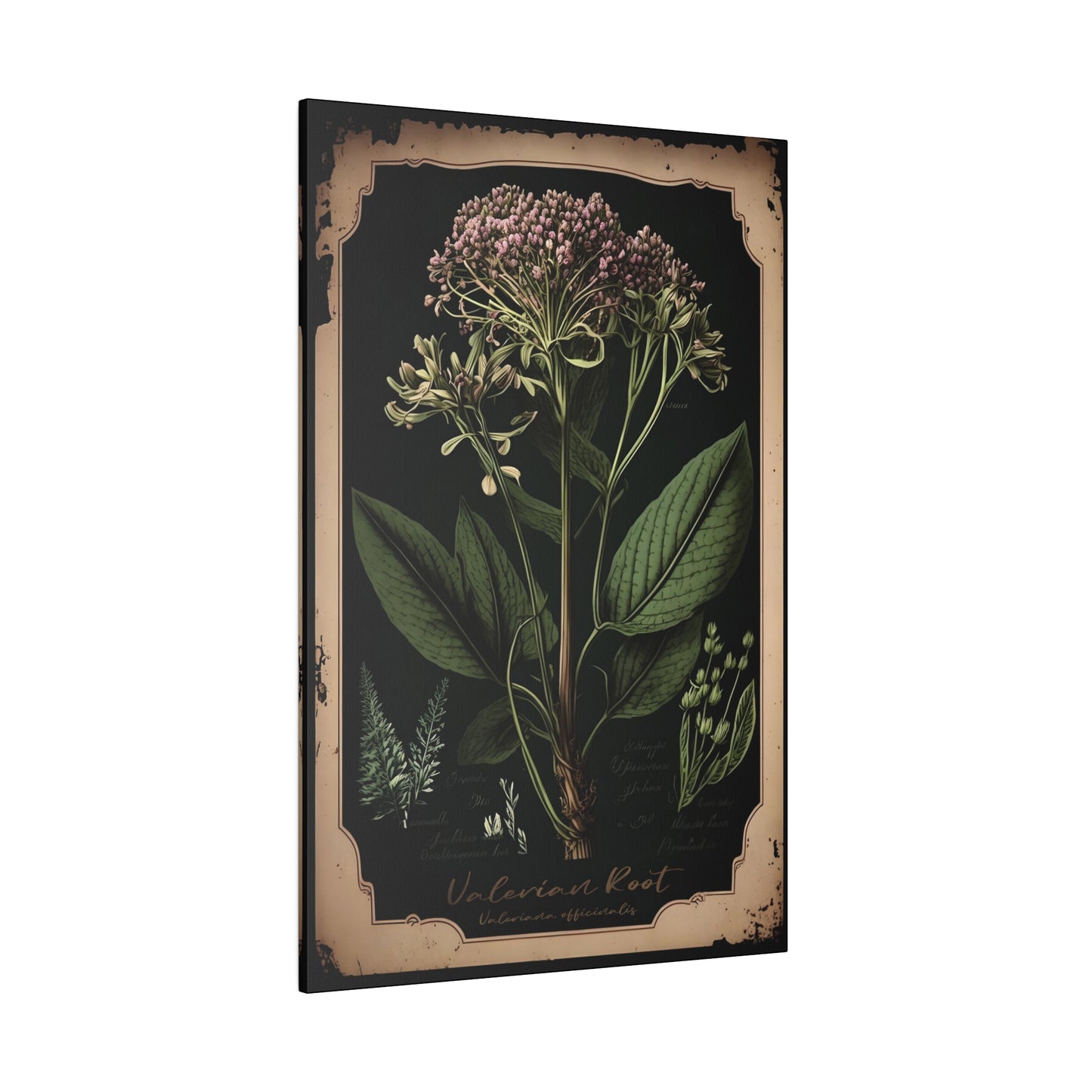 Dark Valerian Root Canvas Print - Herbal Art for Home or Office - Apothecary Decor
