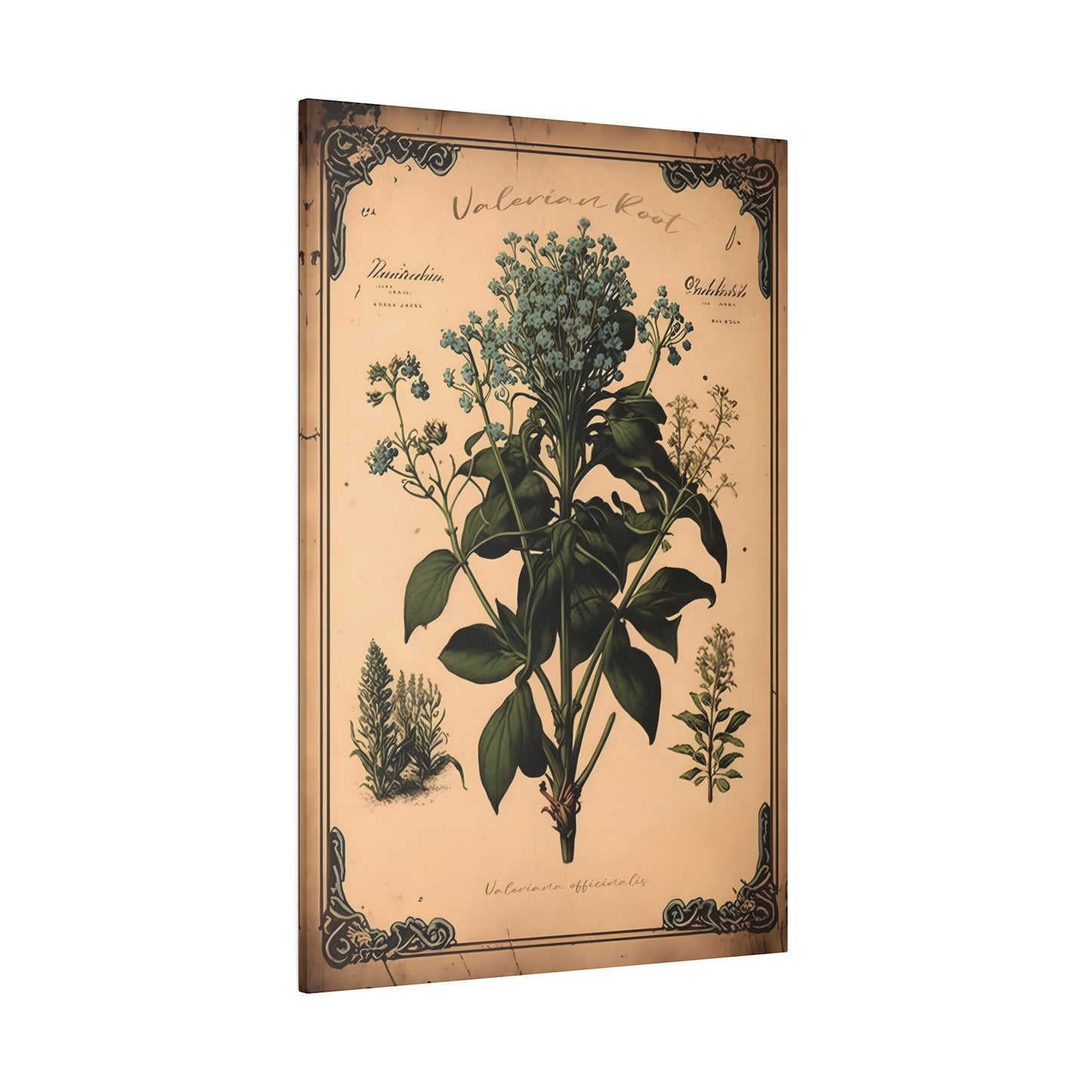 Light Valerian Root Canvas Print - Herbal Art for Home or Office - Apothecary Decor