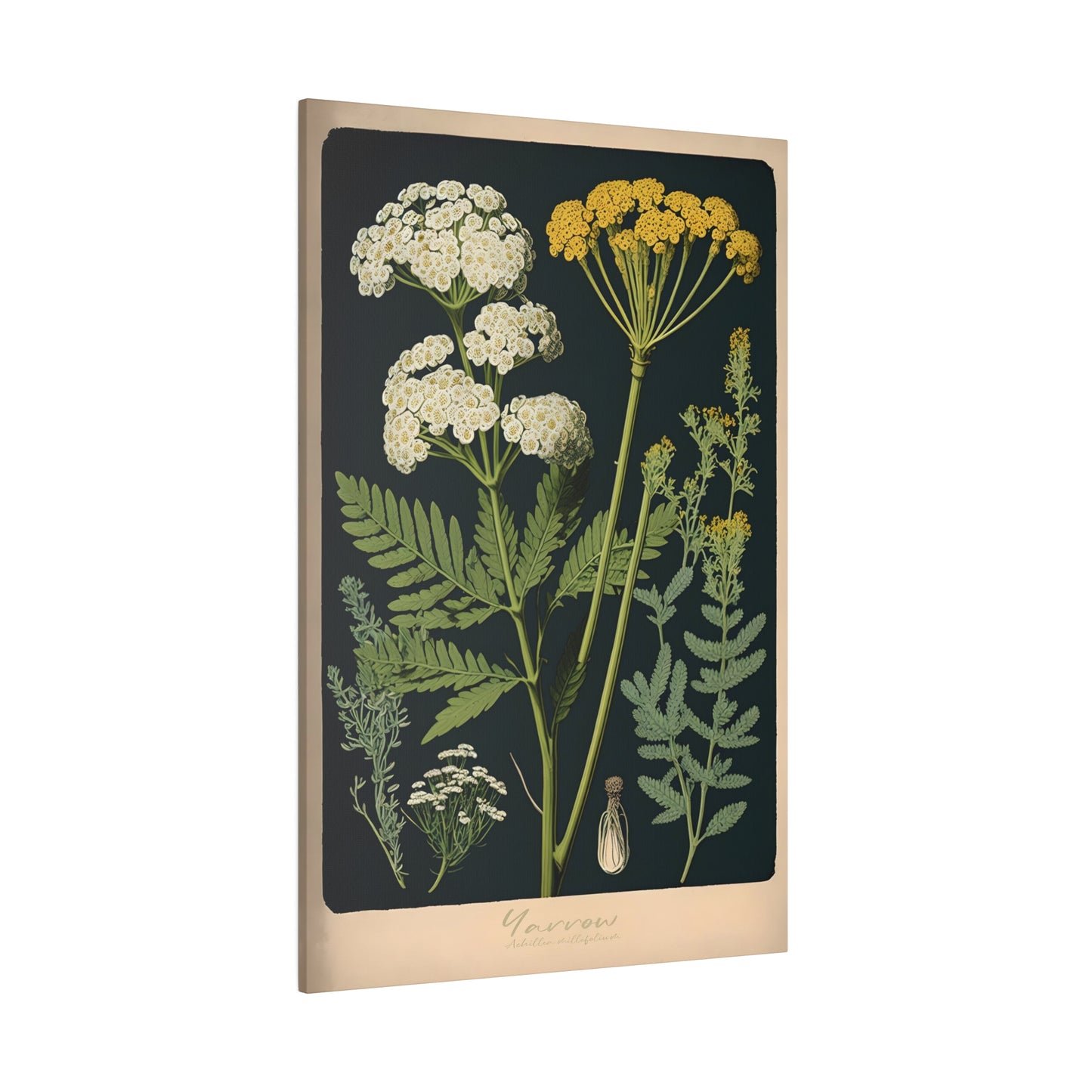 Dark Yarrow Canvas Print - Herbal Art for Home or Office - Apothecary Decor