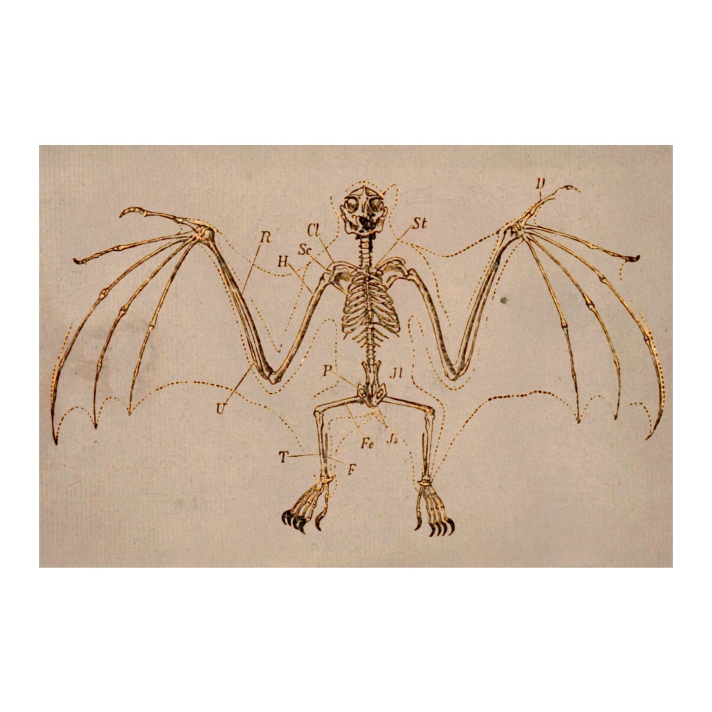 Bat Skeleton Canvas Print - Apothecary Art for Home or Office - Apothecary Decor