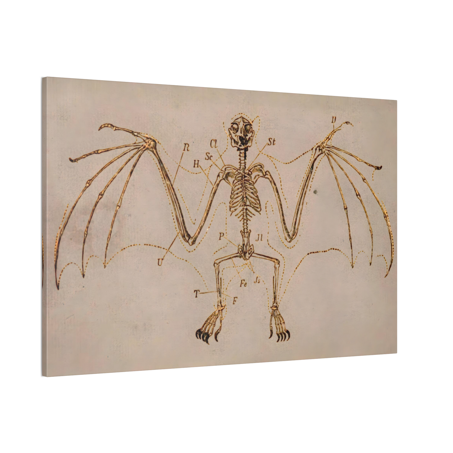 Bat Skeleton Canvas Print - Apothecary Art for Home or Office - Apothecary Decor