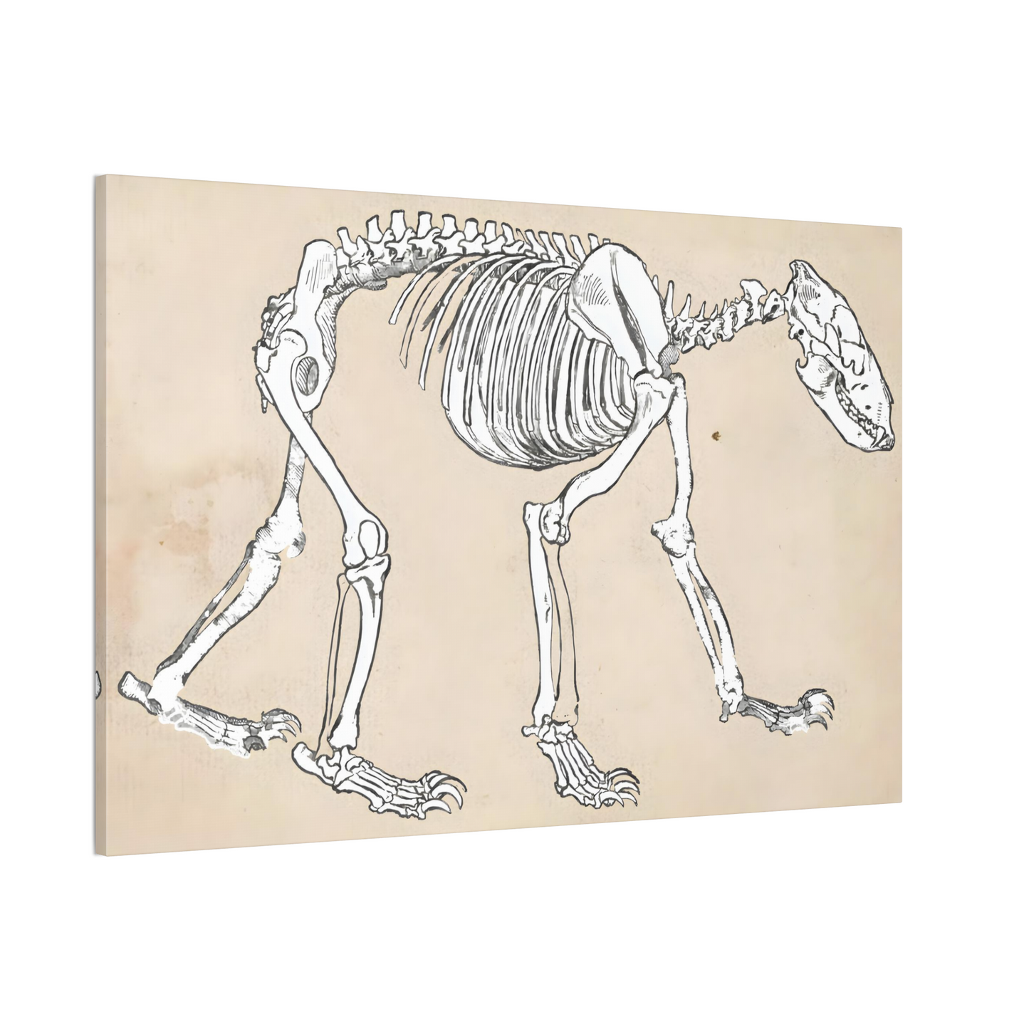 Bear Skeleton Canvas Print - Apothecary Art for Home or Office - Apothecary Decor