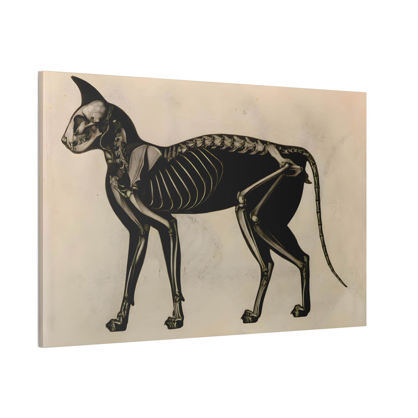 Cat Skeleton Canvas Print - Apothecary Art for Home or Office - Apothecary Decor