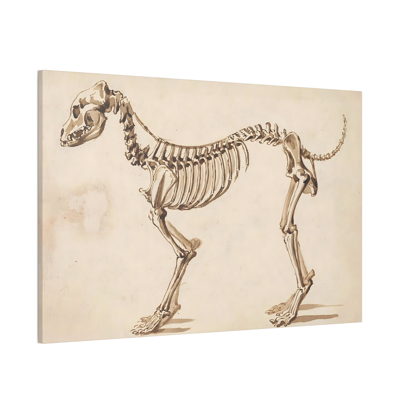 Dog Skeleton Canvas Print - Apothecary Art for Home or Office - Apothecary Decor