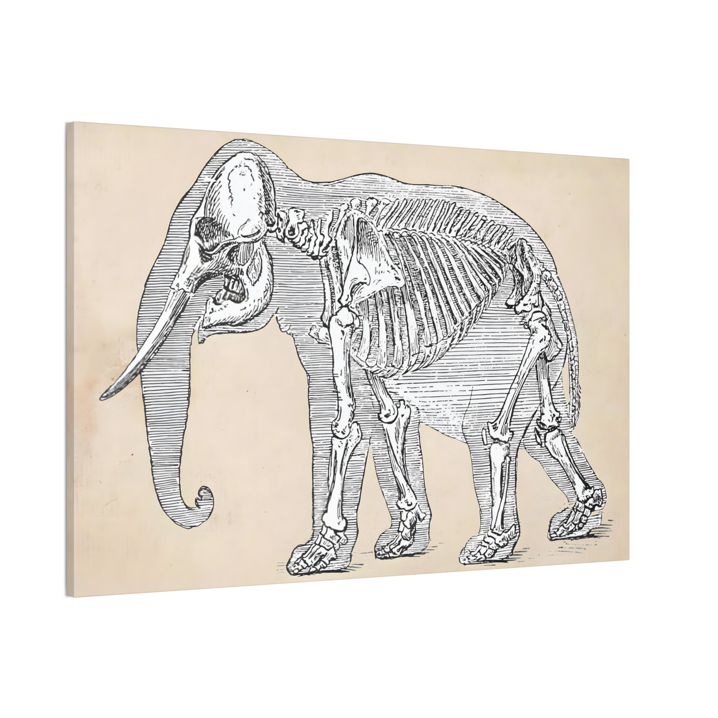 Elephant Skeleton Canvas Print - Apothecary Art for Home or Office - Apothecary Decor