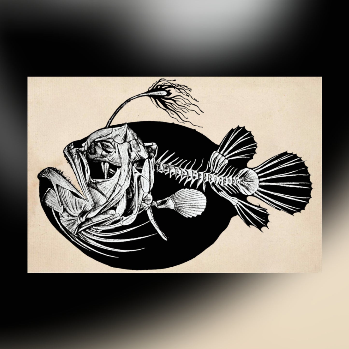 Fish Skeleton Canvas Print - Apothecary Art for Home or Office - Apothecary Decor