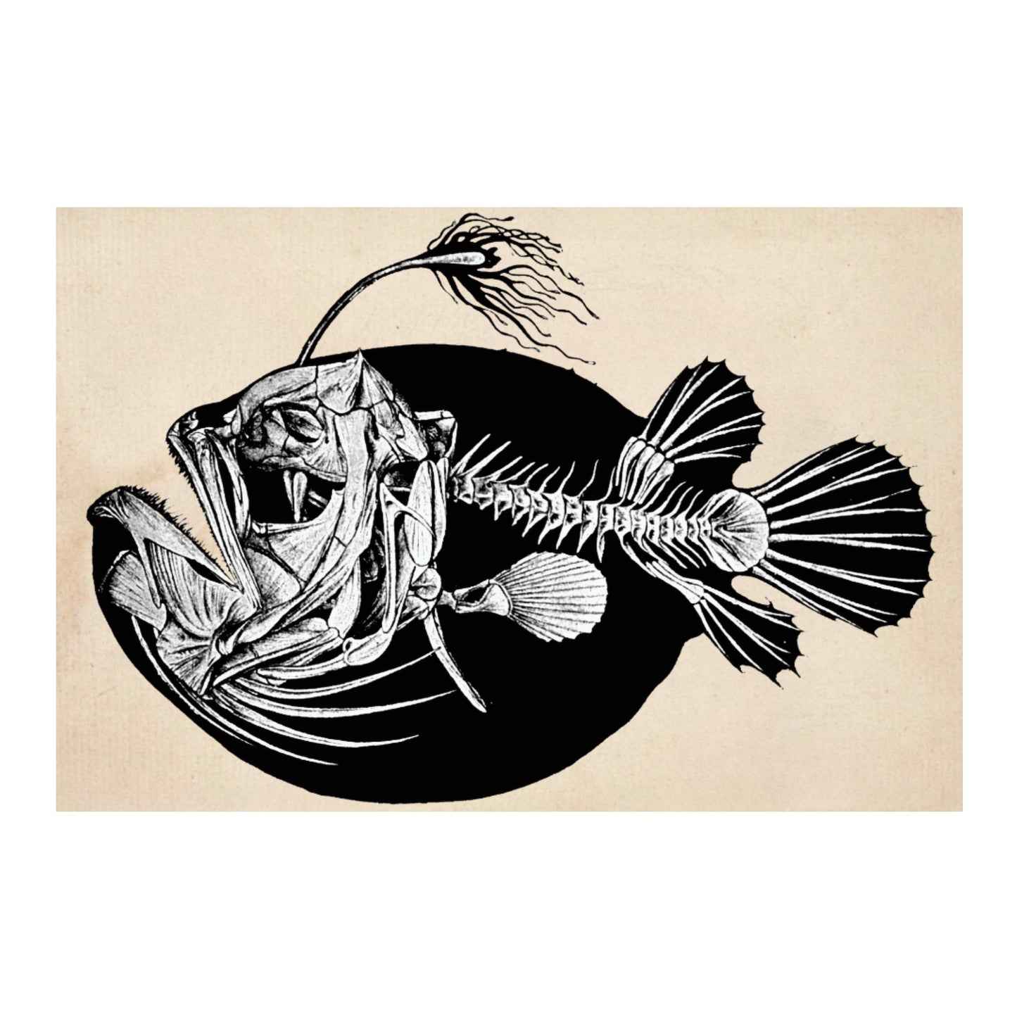 Fish Skeleton Canvas Print - Apothecary Art for Home or Office - Apothecary Decor