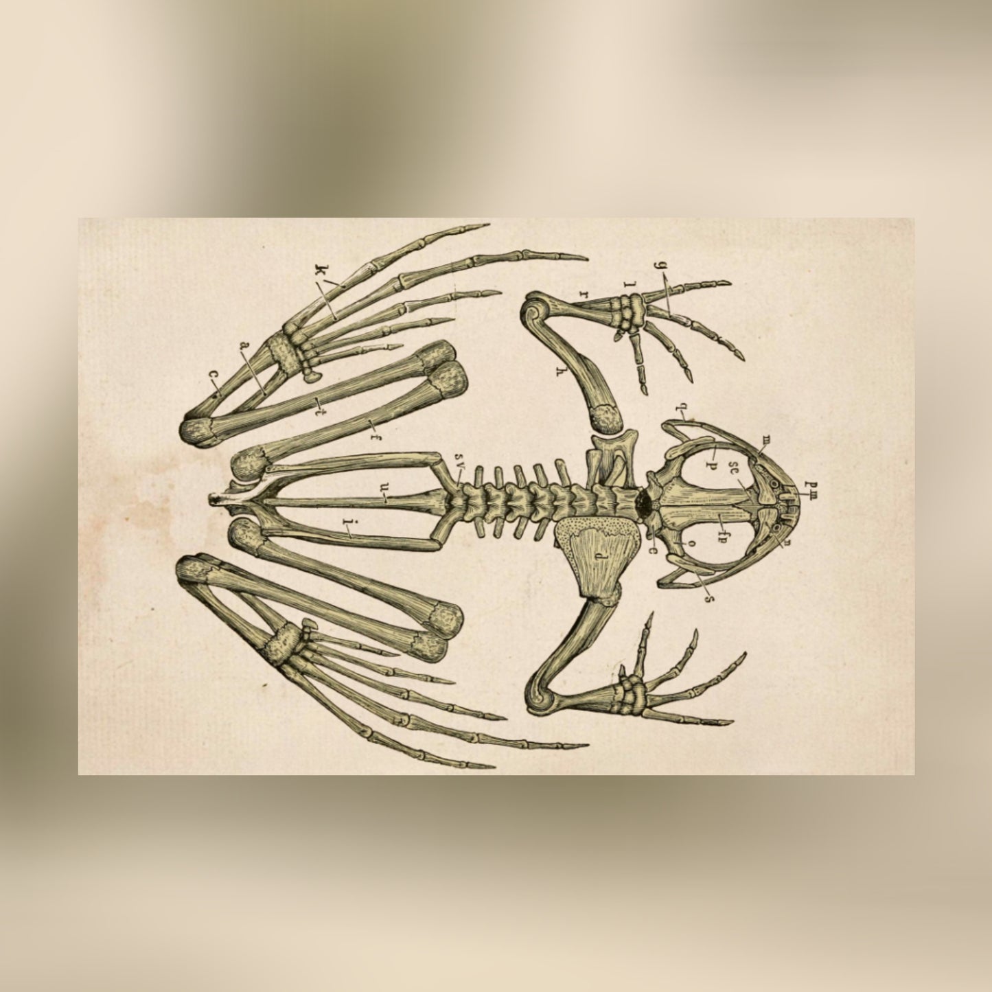 Frog Skeleton Canvas Print - Apothecary Art for Home or Office - Apothecary Decor