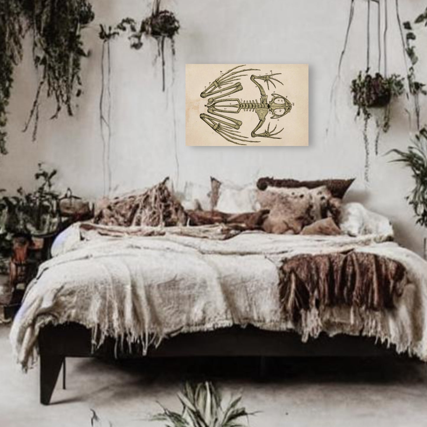 Frog Skeleton Canvas Print - Apothecary Art for Home or Office - Apothecary Decor