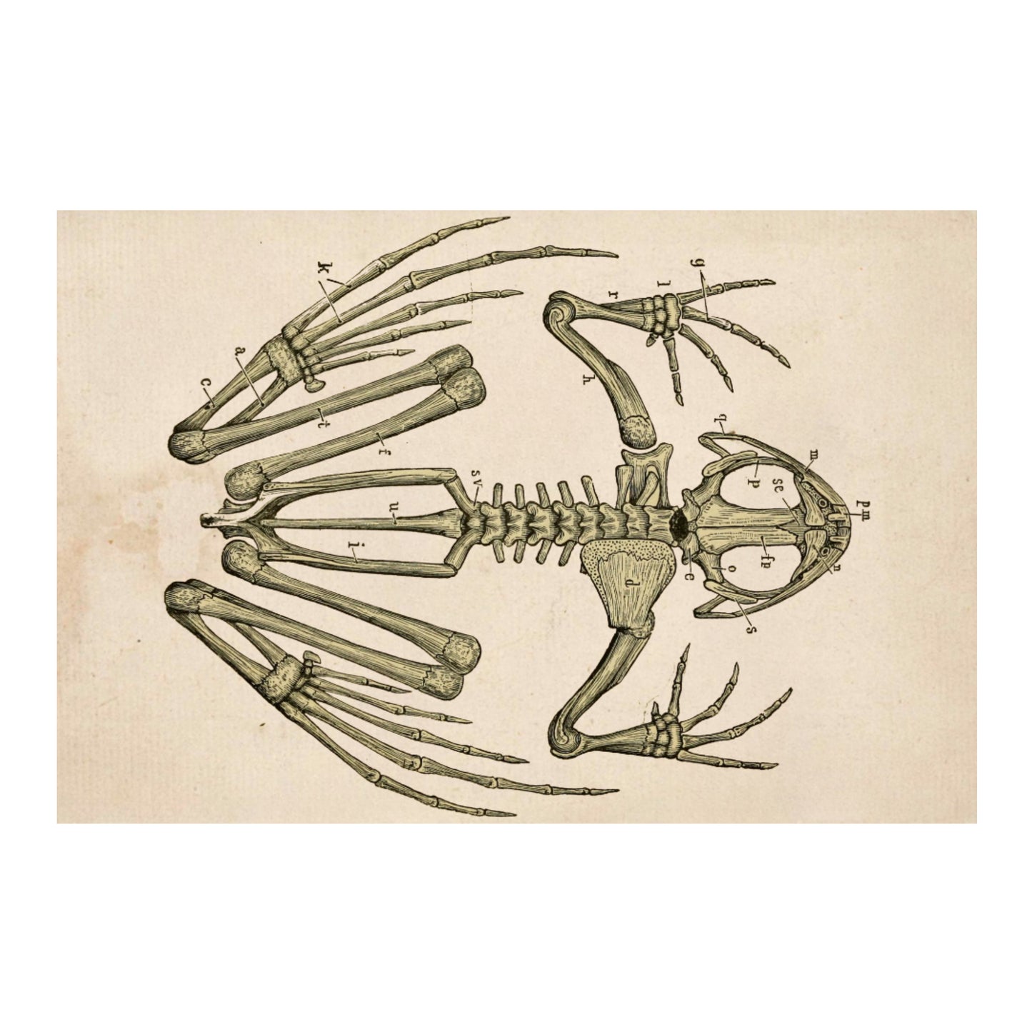 Frog Skeleton Canvas Print - Apothecary Art for Home or Office - Apothecary Decor