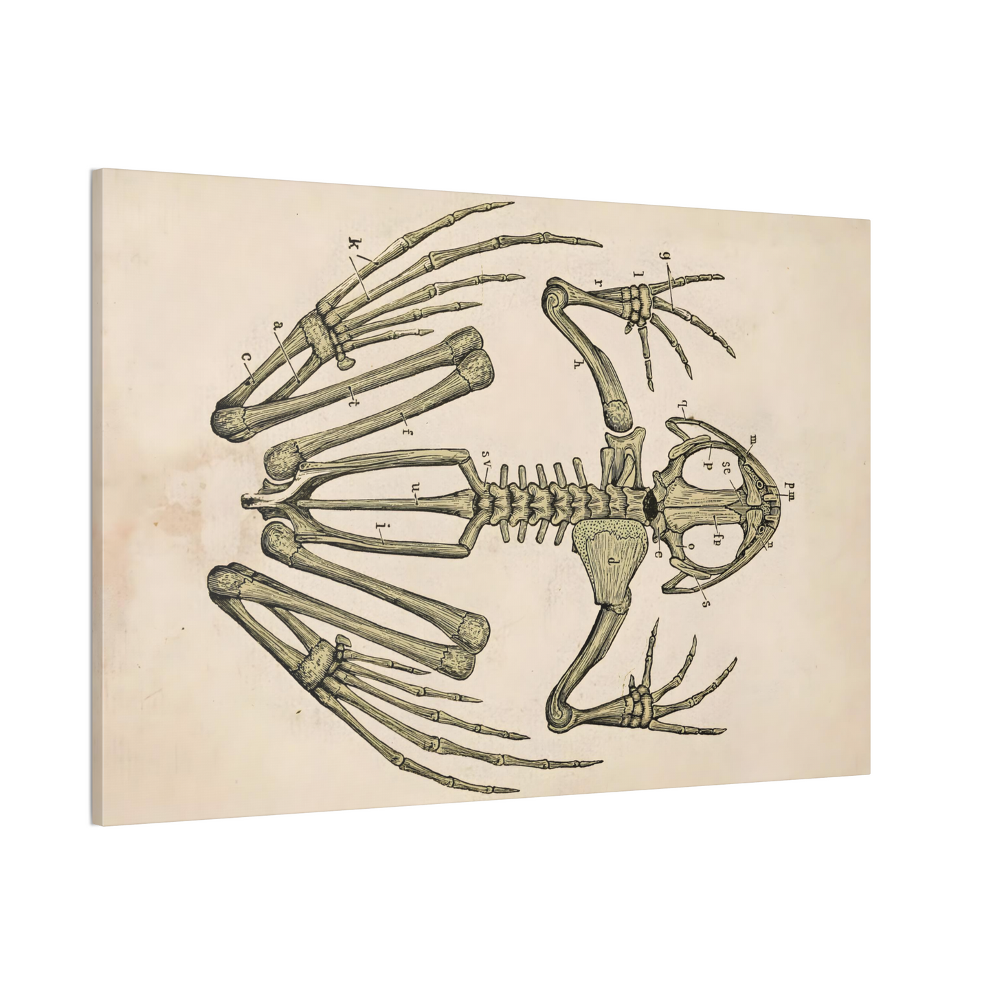 Frog Skeleton Canvas Print - Apothecary Art for Home or Office - Apothecary Decor