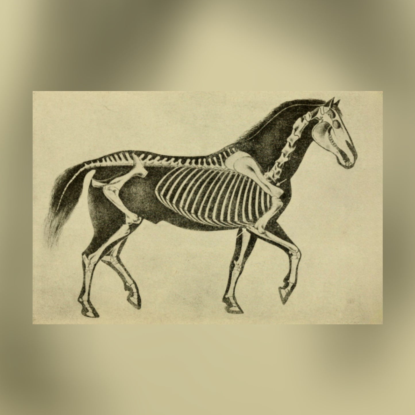 Horse Skeleton Canvas Print - Apothecary Art for Home or Office - Apothecary Decor