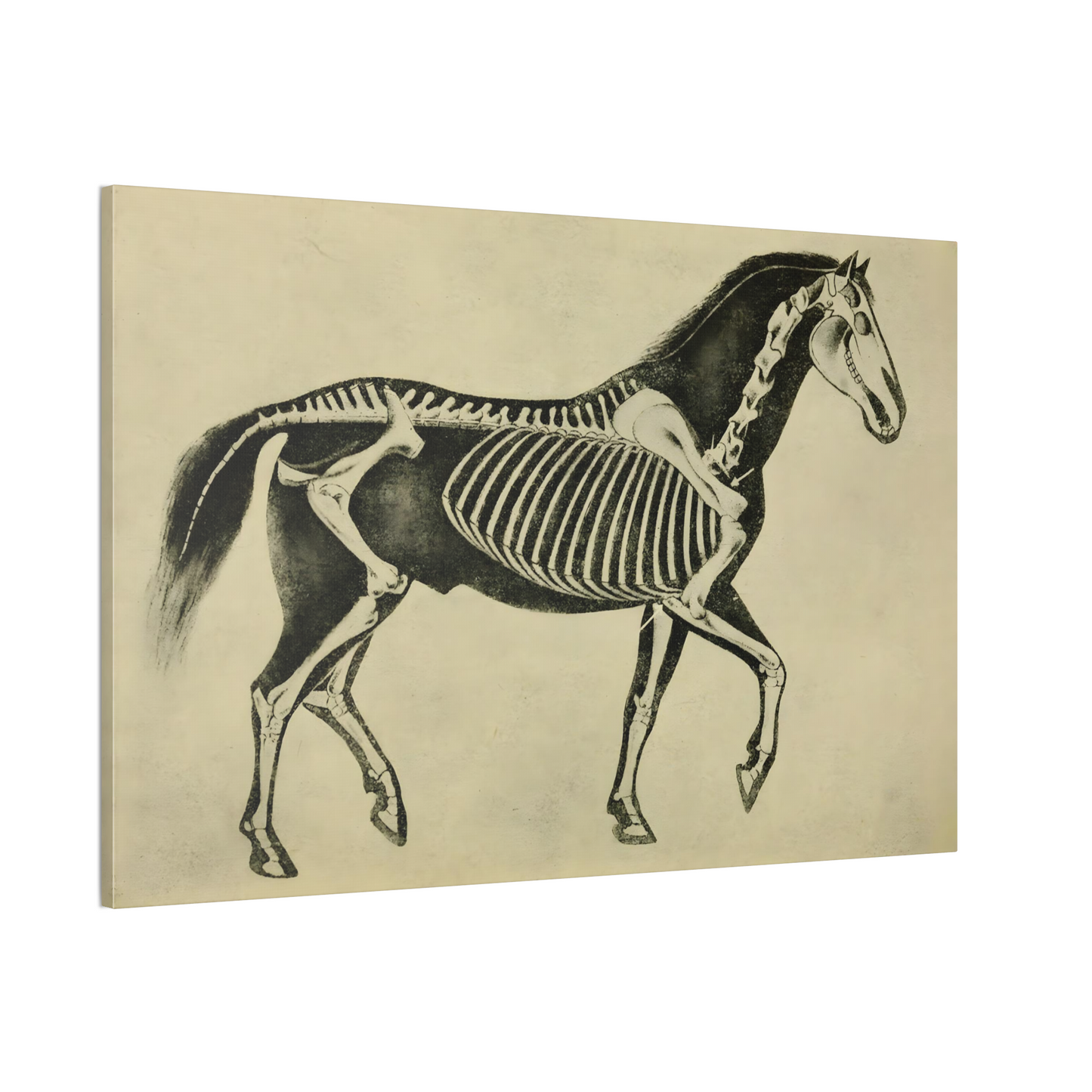 Horse Skeleton Canvas Print - Apothecary Art for Home or Office - Apothecary Decor