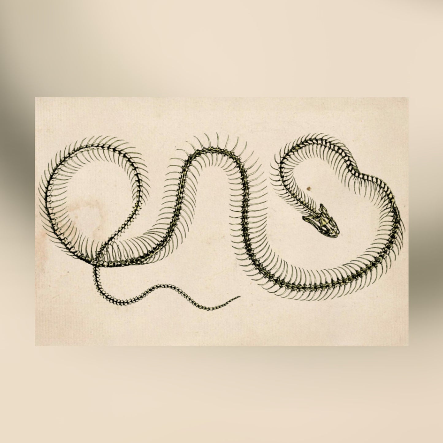 Snake Skeleton Canvas Print - Apothecary Art for Home or Office - Apothecary Decor
