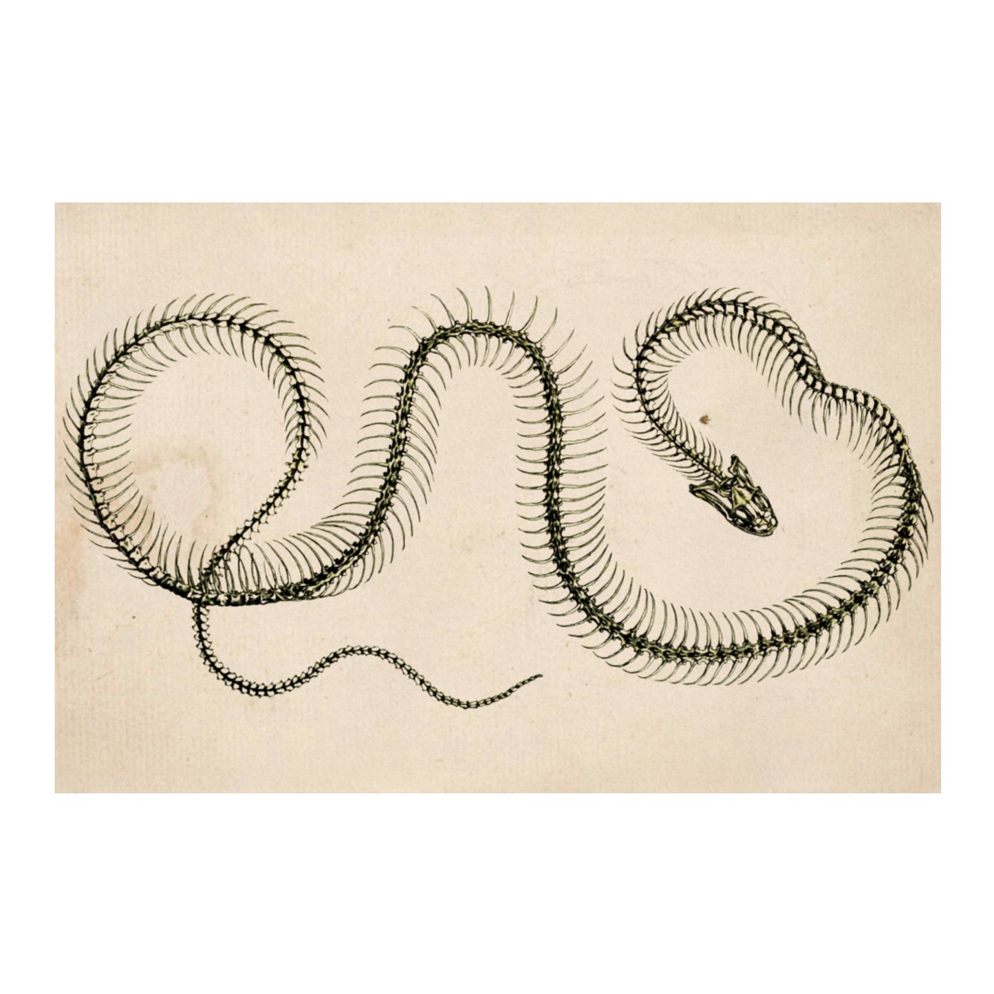 Snake Skeleton Canvas Print - Apothecary Art for Home or Office - Apothecary Decor