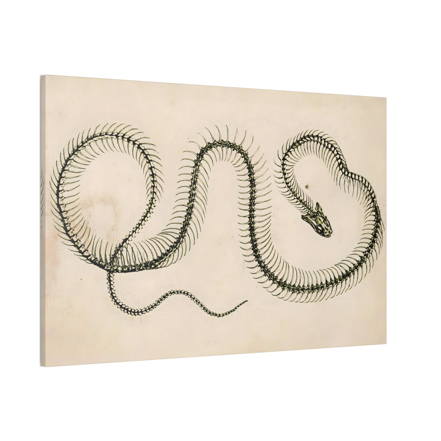 Snake Skeleton Canvas Print - Apothecary Art for Home or Office - Apothecary Decor
