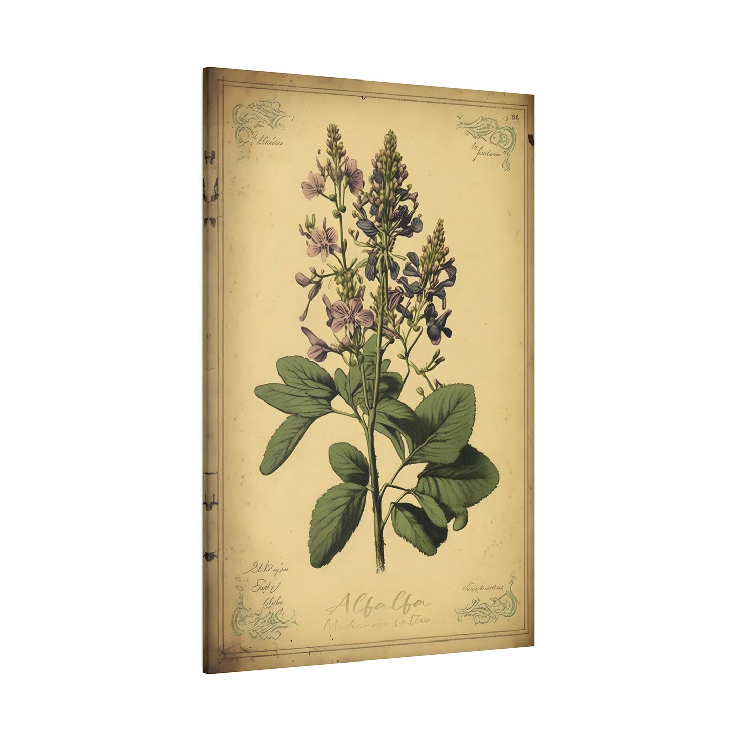 Light Alfalfa Canvas Print - Herbal Art for Home or Office - Apothecary Decor