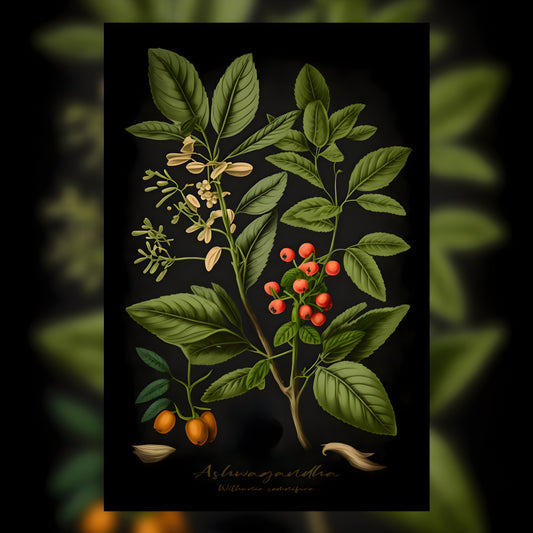 Dark Ashwagandha Canvas Print - Herbal Art for Home or Office - Apothecary Decor