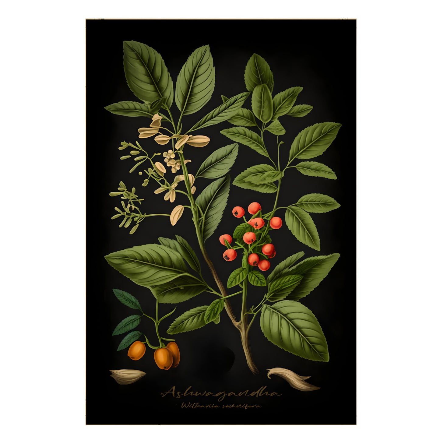 Dark Ashwagandha Canvas Print - Herbal Art for Home or Office - Apothecary Decor