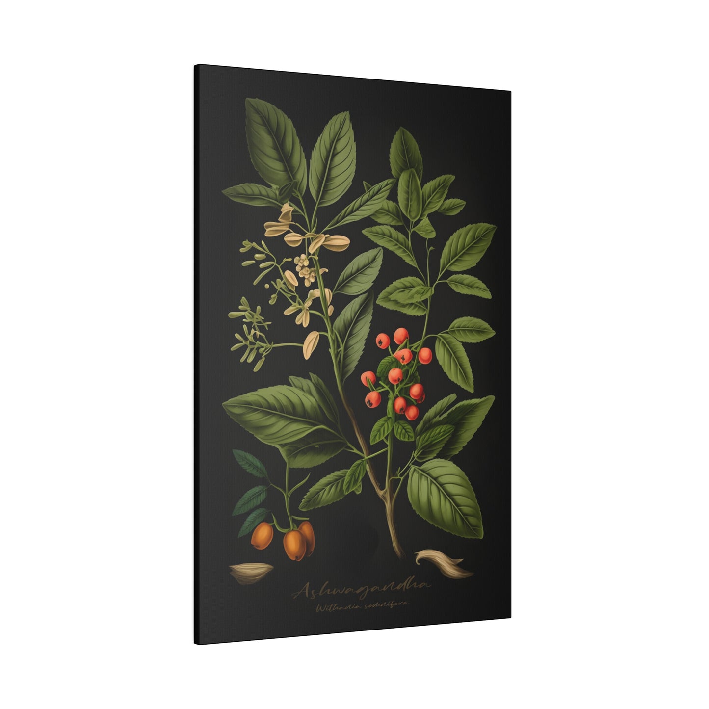 Dark Ashwagandha Canvas Print - Herbal Art for Home or Office - Apothecary Decor
