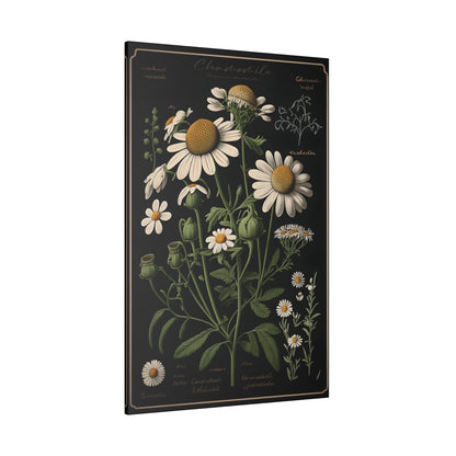 Dark Chamomile Canvas Print - Herbal Art for Home or Office - Apothecary Decor