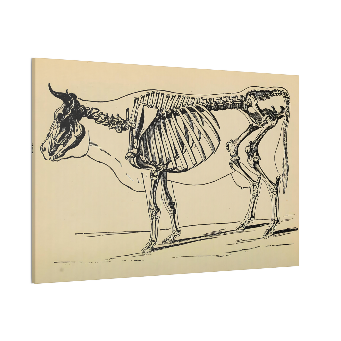 Cow Skeleton Canvas Print - Apothecary Art for Home or Office - Apothecary Decor