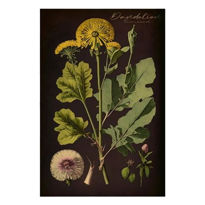 Dark Dandelion Canvas Print - Herbal Art for Home or Office - Apothecary Decor