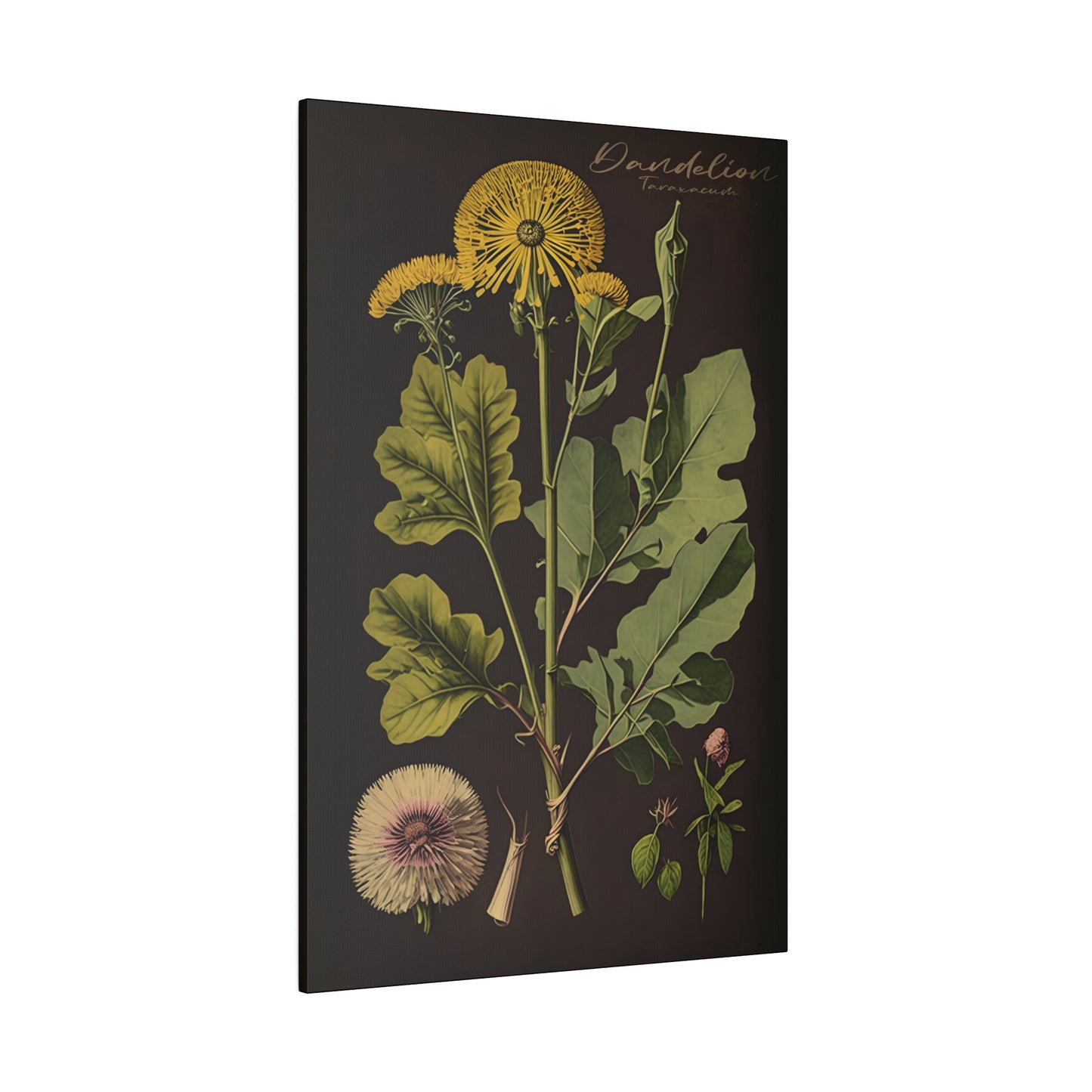 Dark Dandelion Canvas Print - Herbal Art for Home or Office - Apothecary Decor