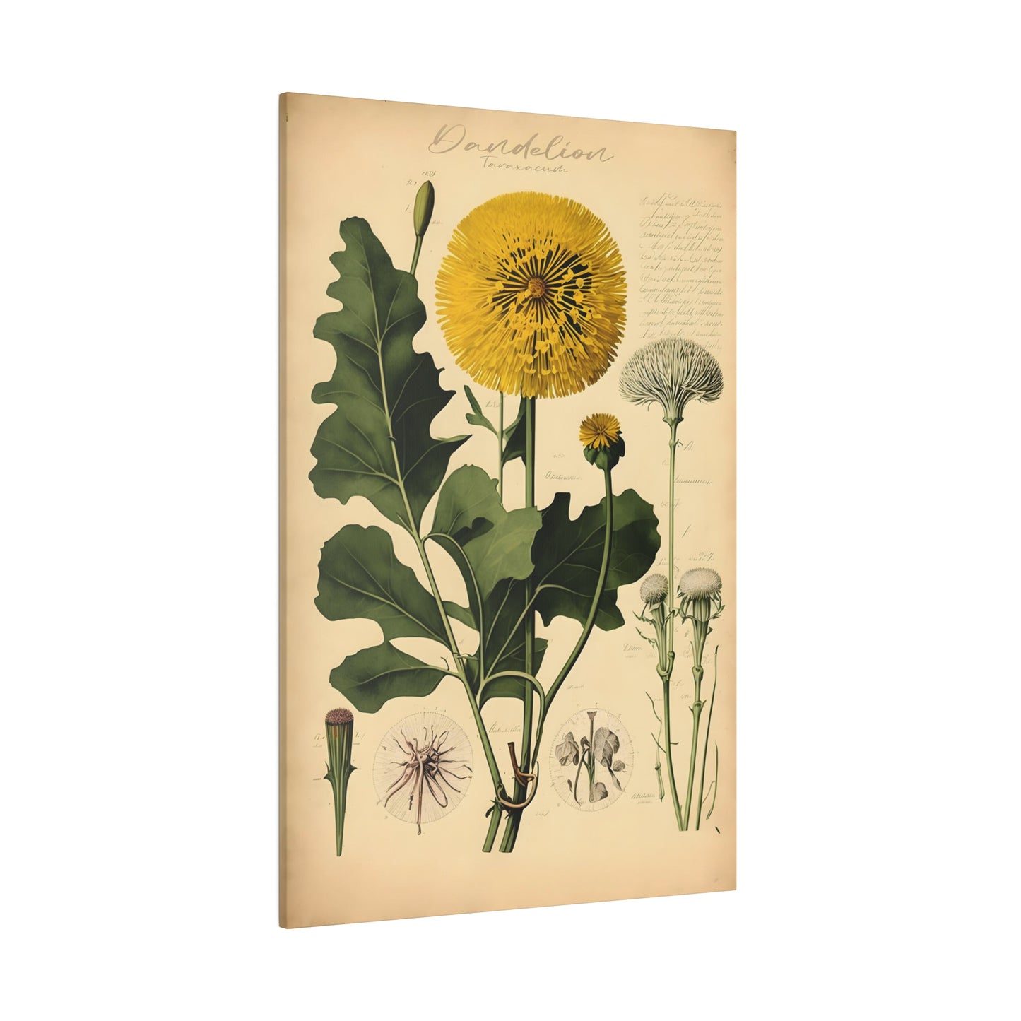 Light Dandelion Canvas Print - Herbal Art for Home or Office - Apothecary Decor