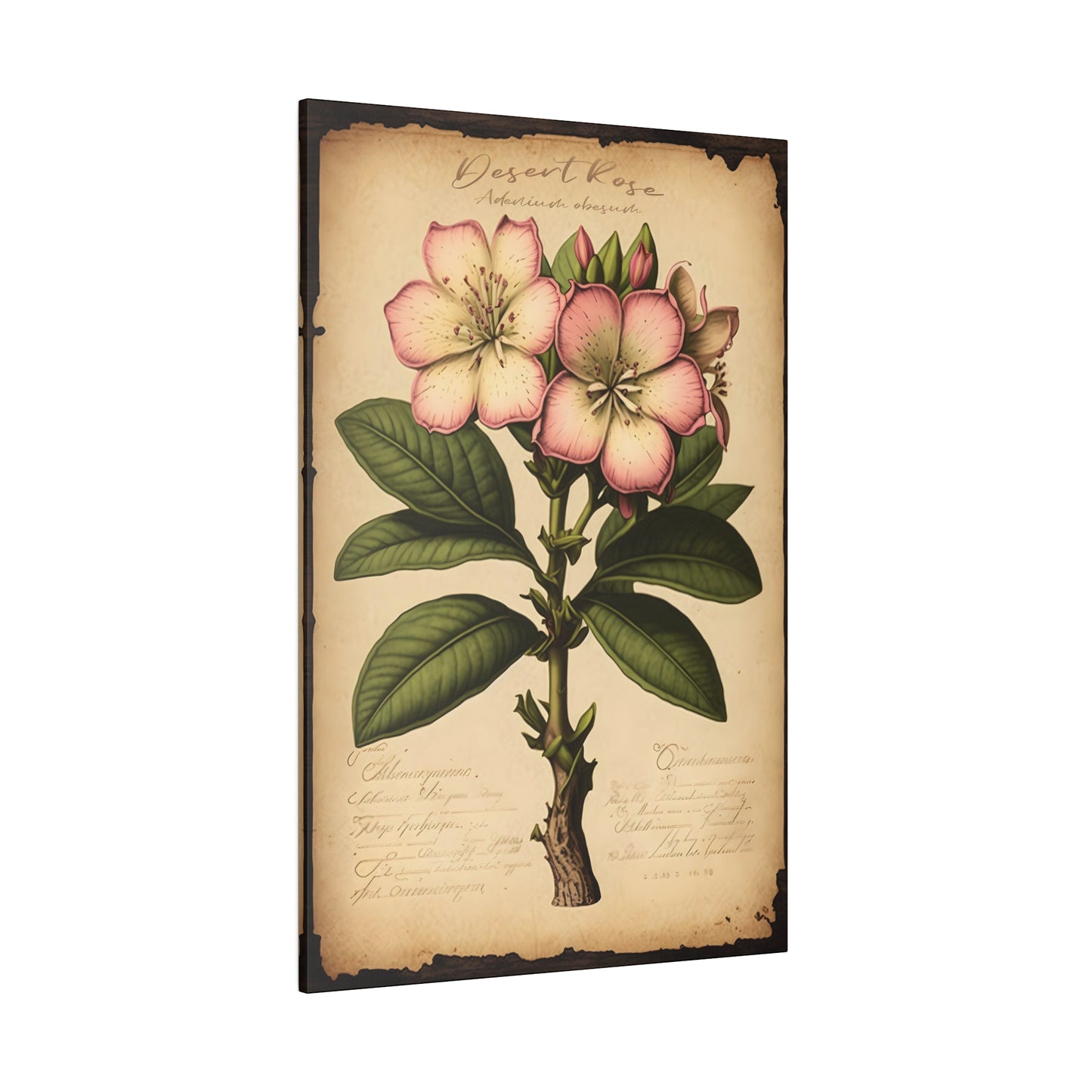 Light Desert Rose Canvas Print - Herbal Art for Home or Office - Apothecary Decor