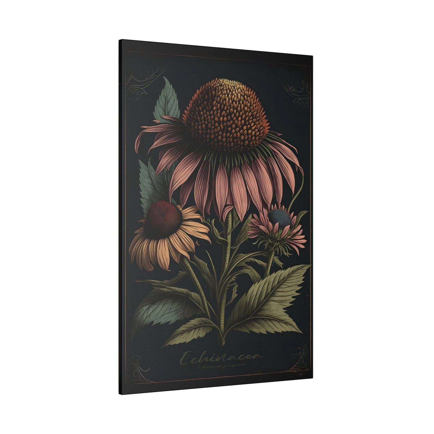 Dark Echinacea Canvas Print - Herbal Art for Home or Office - Apothecary Decor