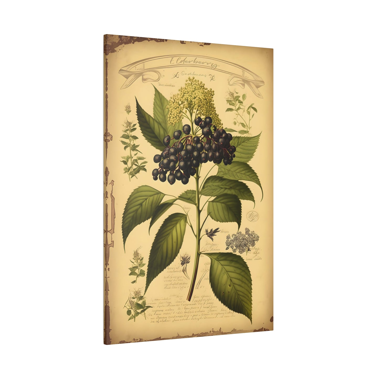 Light Elderberry Canvas Print - Herbal Art for Home or Office - Apothecary Decor