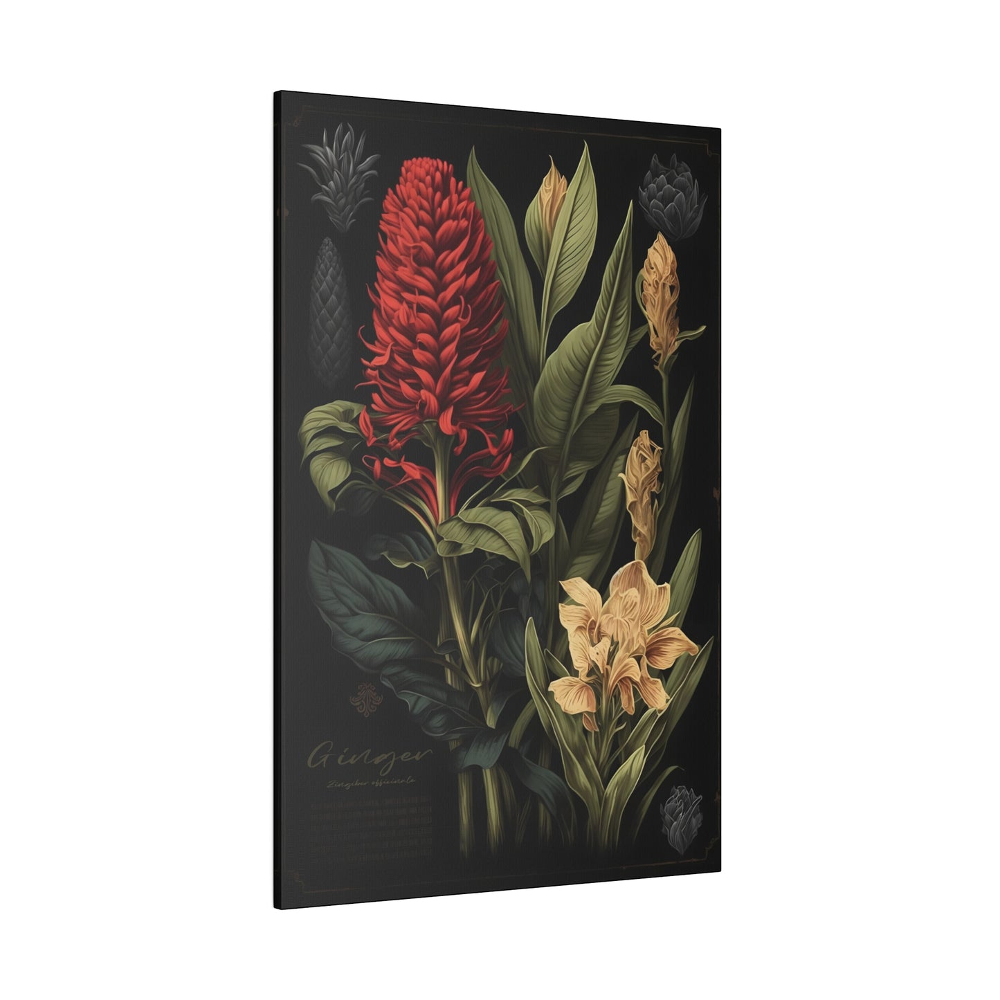 Dark Ginger Canvas Print - Herbal Art for Home or Office - Apothecary Decor