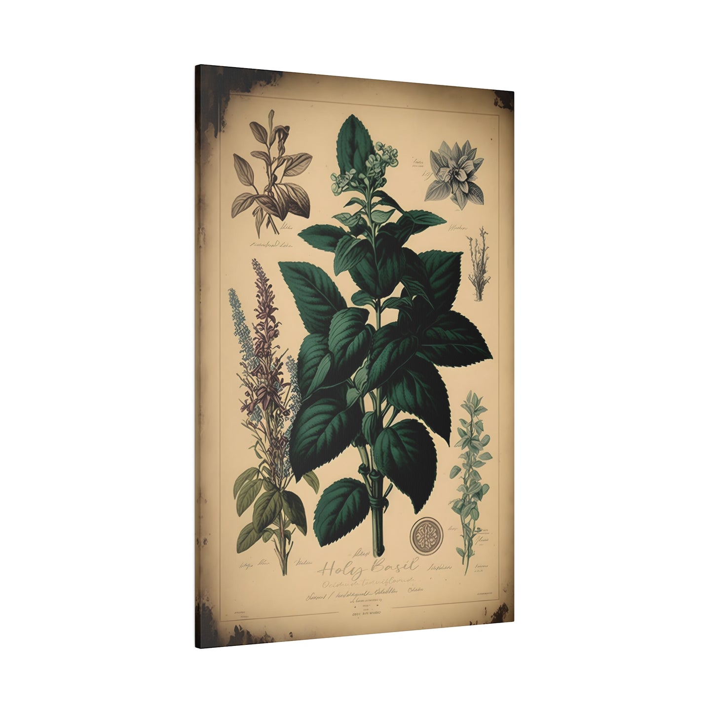 Light Holy Basil Canvas Print - Herbal Art for Home or Office - Apothecary Decor